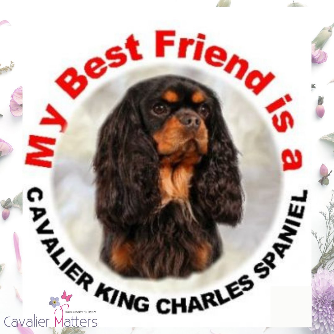 CavalierMatters's tweet photo. Head to https://t.co/OUiyBhQeeo to get one of these cute stickers to adorn your car with! All proceeds go to supporting research, rescue and reform for #CKCS

#CavalierProductoftheDay #CavalierMattersGiftShop  #cavaliersupport #cavalierresearch #cavaliermattersdonations https://t.co/khRfxlsPDf