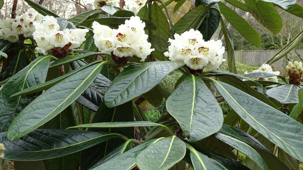 Making the most of R. sino grande in Surrey before the frost due over the weekend. Happy Easter to you all. #rhododendrons