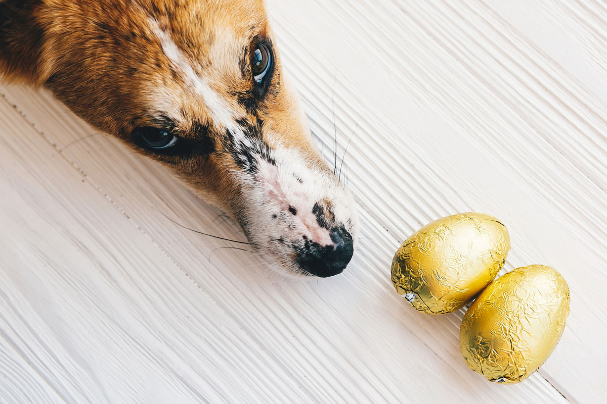 BoneAndYarn's tweet photo. Who doesn't love chocolate? (Okay, so I know those people exist, but they're strange to us chocoholics) No matter how you're feeling, a quick piece of chocolate makes everything better. And it works for every holiday!  #doghealth #dogillness #Dogsafety https://t.co/GdxsIeMzsW