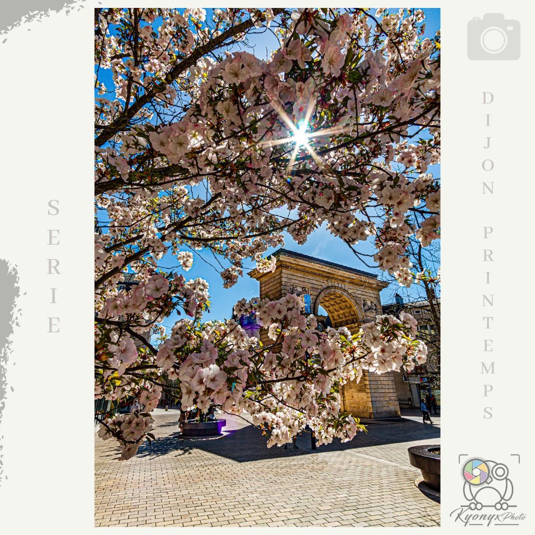 KyonyxPhoto's tweet photo. Séries "Dijon printemps"

Quelques grammes de douceur, de lumière et de couleurs, dont la place Darcy nous fait l'honneur 😍🤩.

#DijonPrintemps #printemps #placedarcy #sakura #cerisierdujapon #dijon #justdijon #dijonmaville #lacotedorjadore #cotedorpix #bourgognefranchecomte https://t.co/3RRfmtqAMm