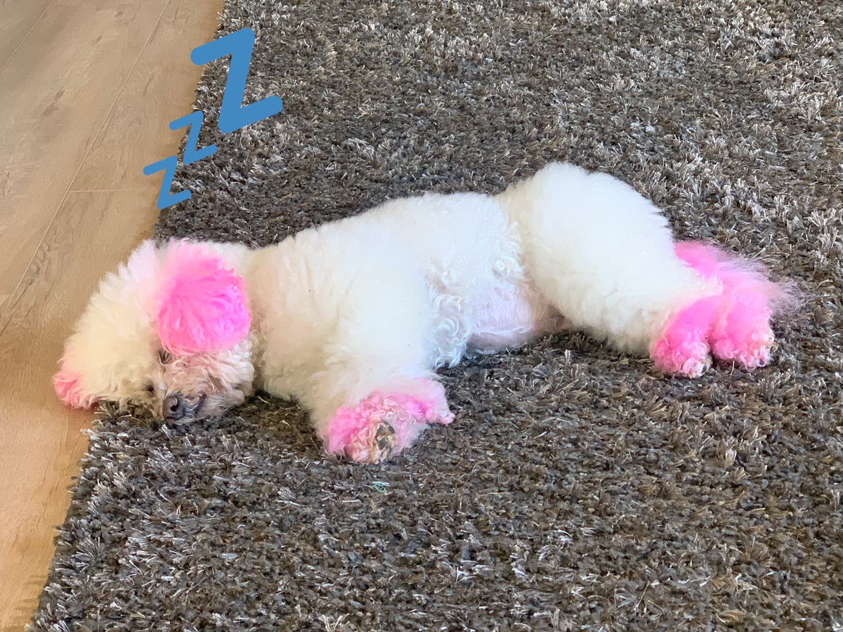 KarmaIsABichon's tweet photo. #FridayMood https://t.co/p3XfIcPP7E
