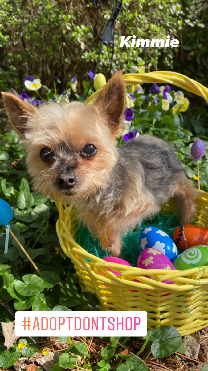 Save A Yorkie Rescue tweet media