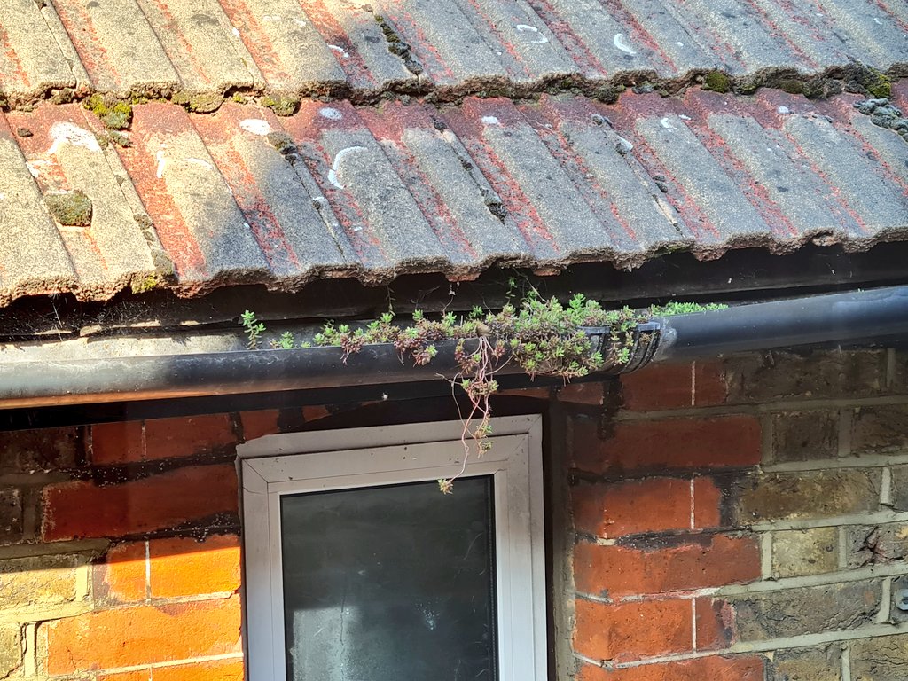 fasurveyors's tweet photo. Another emerging #Guttergarden https://t.co/Iuw3xYbWl7