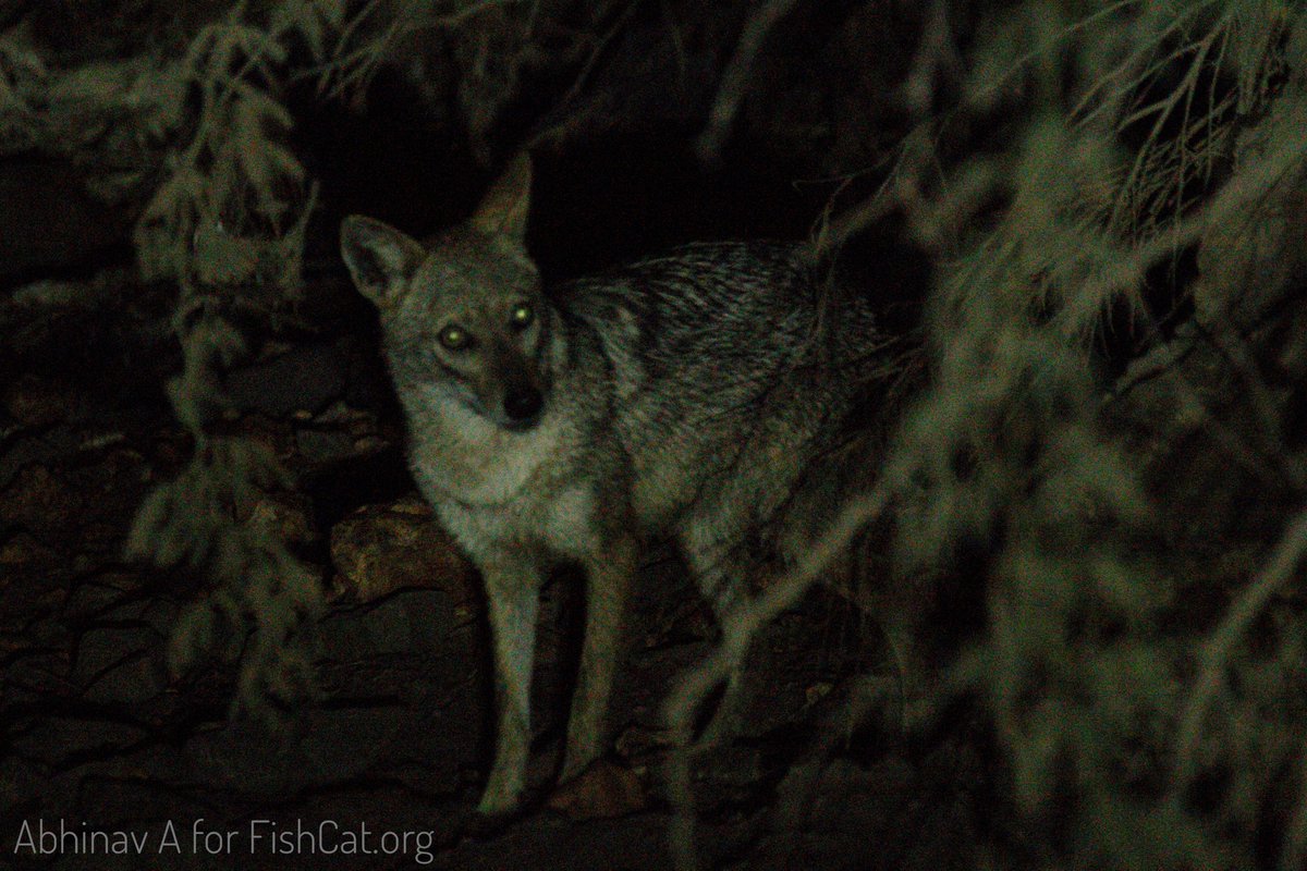 Our cameras caught two visitors on the Nature Reserve during the night! A possible jungle cat and an Indian Jackal aka Golden Jackal. Our Nature Reserve in coastal India is rich with biodiversity from the region. One can also spot sea turtles, water monitor lizards, and more!
