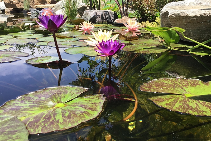 artoftheyard's tweet photo. Springtime pond maintenance - Art of the Yard https://t.co/iibP6sBycH https://t.co/7hPtxypmvT