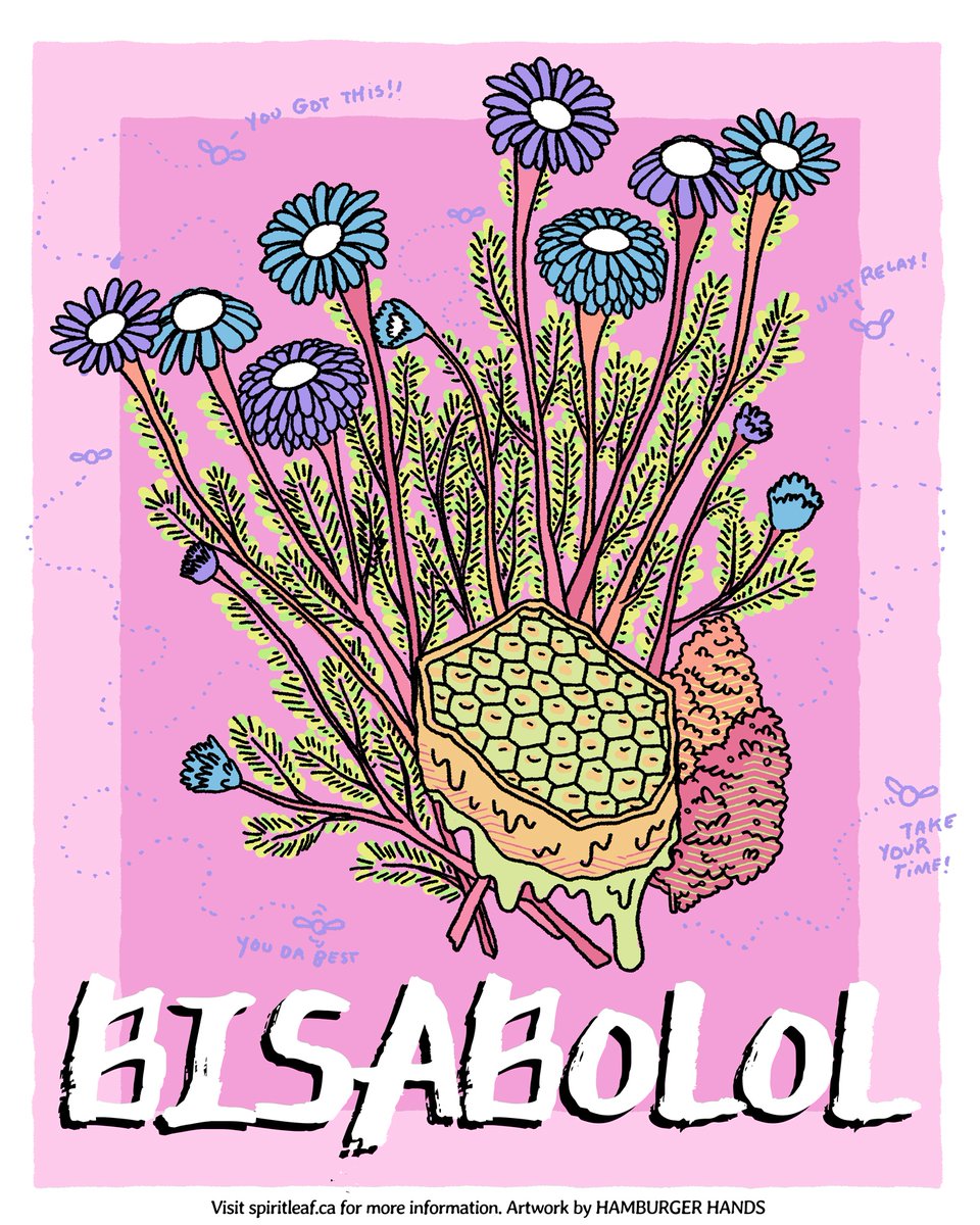 SpiritleafCA's tweet photo. First, there is #Bisabolol. This unique terpene is found mainly in the chamomile flower & can produce a similar experience of deep relaxation. Discover & explore more here, https://t.co/f8WGlxh5jt. #Spiritleaf #TerpeneTour #Terphead #TerpEnthusiast #Aromatherapy #Plantbased https://t.co/Ab44KH82D1