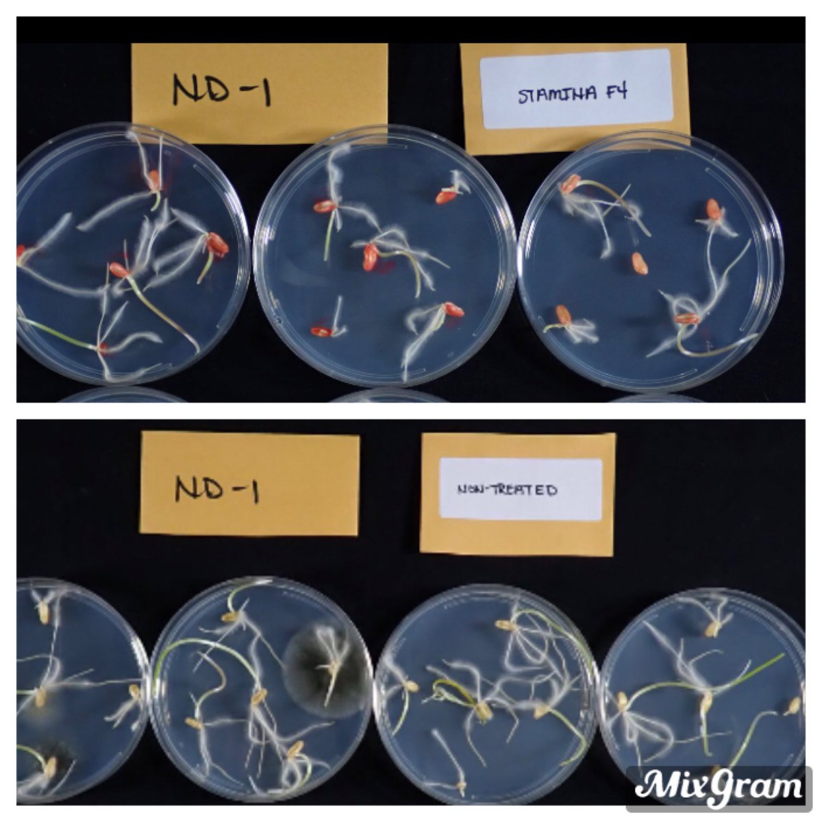 roody32609's tweet photo. Why should you treat your wheat seed? Seed from Dickinson, ND. Same seed lot of bin run wheat 🌾 seed.... both samples washed in bleach. #StaminaF4
Fungicide seed treatment for the win!! https://t.co/1YvXy6aRqB