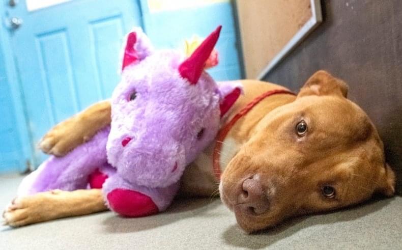 sopitas's tweet photo. ¡EL LADRÓN MÁS LINDO DEL MUNDO!😍

🦄Este perrito callejero no dejaba de sacar este unicornio de una tienda en Estados Unidos. Los dueños del establecimiento llamaron a Control Animal y ¡oh sorpresa!

El agente que llegó sorprendió a todos al comprarle el peluche🐶 https://t.co/dOovNs7wk7
