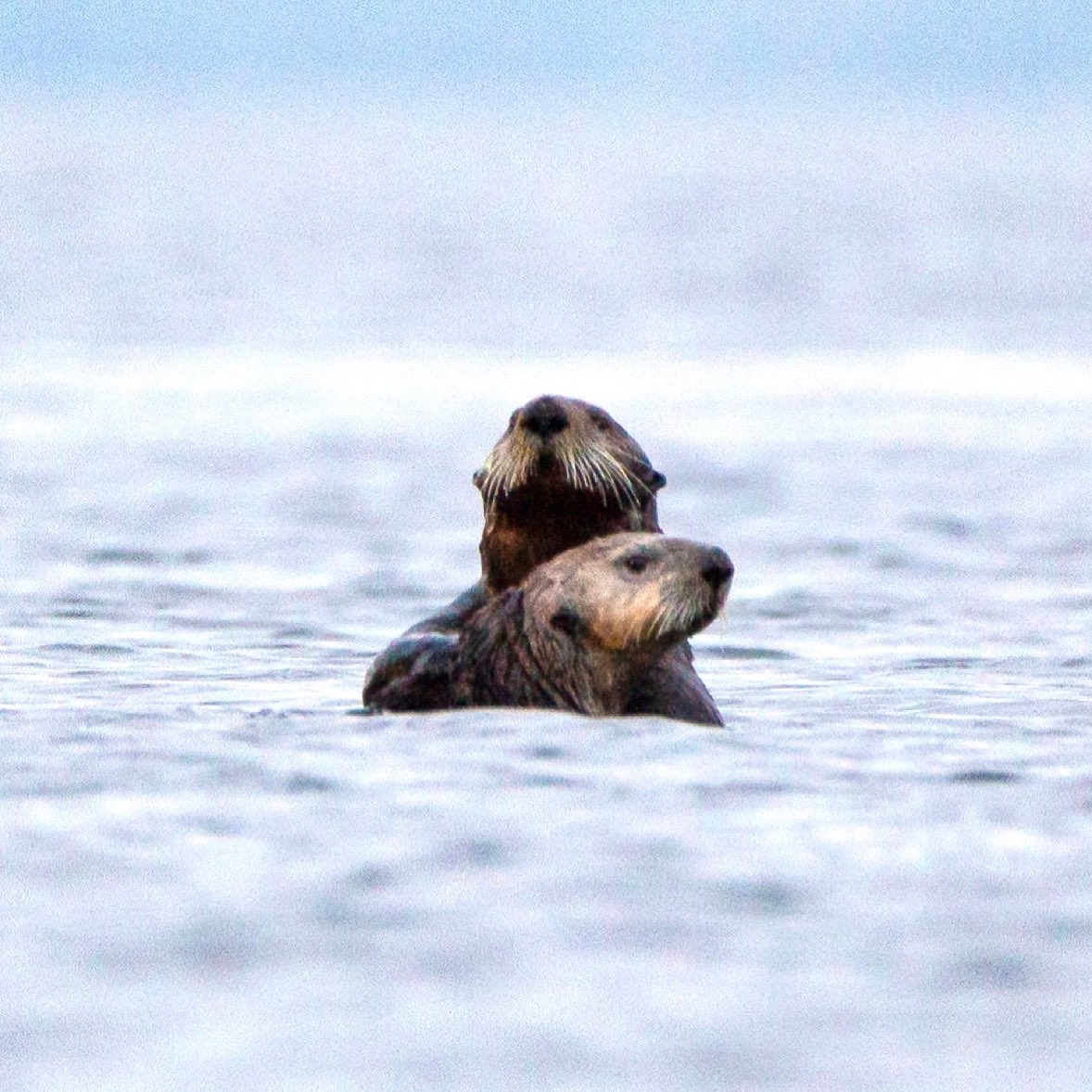 FaviolaPerez's tweet photo. Hope this pictures make your day 🦦💕 ©️Favigraphy #seaotter #wildlifephotography #favigraphy #photography #bc #protect #canonphotography #600mm https://t.co/6jv5Od1X04