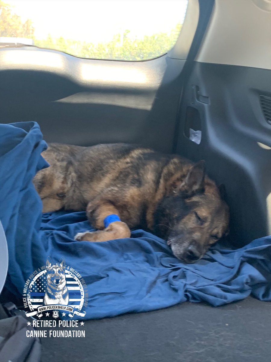 k9_retired's tweet photo. Program K9 hero Dzel just had hernia surgery but the good news is @k9_retired paid his bill in full👍 #FolloMe to see how we support military and police canines across the country🇺🇸 #charity #StrongerTogether https://t.co/5gll6TXkoJ