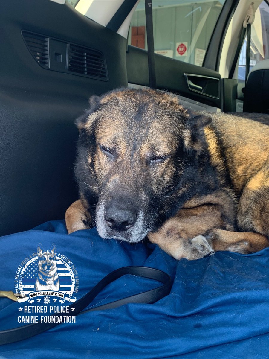 k9_retired's tweet photo. Program K9 hero Dzel just had hernia surgery but the good news is @k9_retired paid his bill in full👍 #FolloMe to see how we support military and police canines across the country🇺🇸 #charity #StrongerTogether https://t.co/5gll6TXkoJ