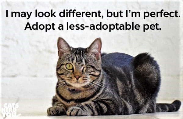 sachikoko's tweet photo. 💗#PurrfectlyImperfect💗
🙏🏽Adopt a less adoptable pet! #AdoptaLessAdoptablePet
💗Contact your local shelter & Adopt your new best friend.
💗#AdoptDontShop #SaveALife #AdoptAspecialneedsPet💗
💗#AdoptTheSpecialOnes #RescuedIsMyFavoriteBreed💗 https://t.co/btrXI30gUx