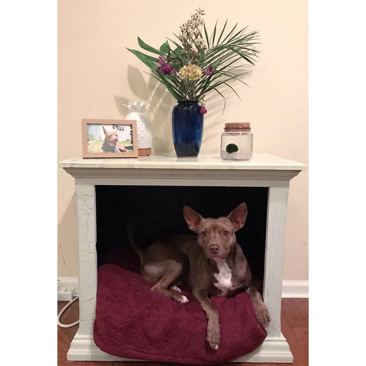 effingMargie's tweet photo. Wowowowowow naming my Moss Ball after @helloross was the best idea. S/o to @evanmcg5 for helping me name Bossy Mossy. https://t.co/4kqLqxz3XD