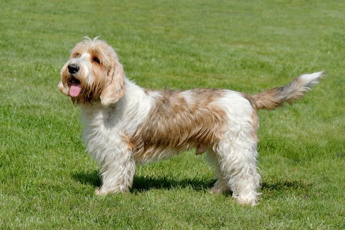 ハウルの動く城 犬 ヒン の犬種は 正体やモデルぬいぐるみや声優を紹介 ジブリ森林公園へようこそ