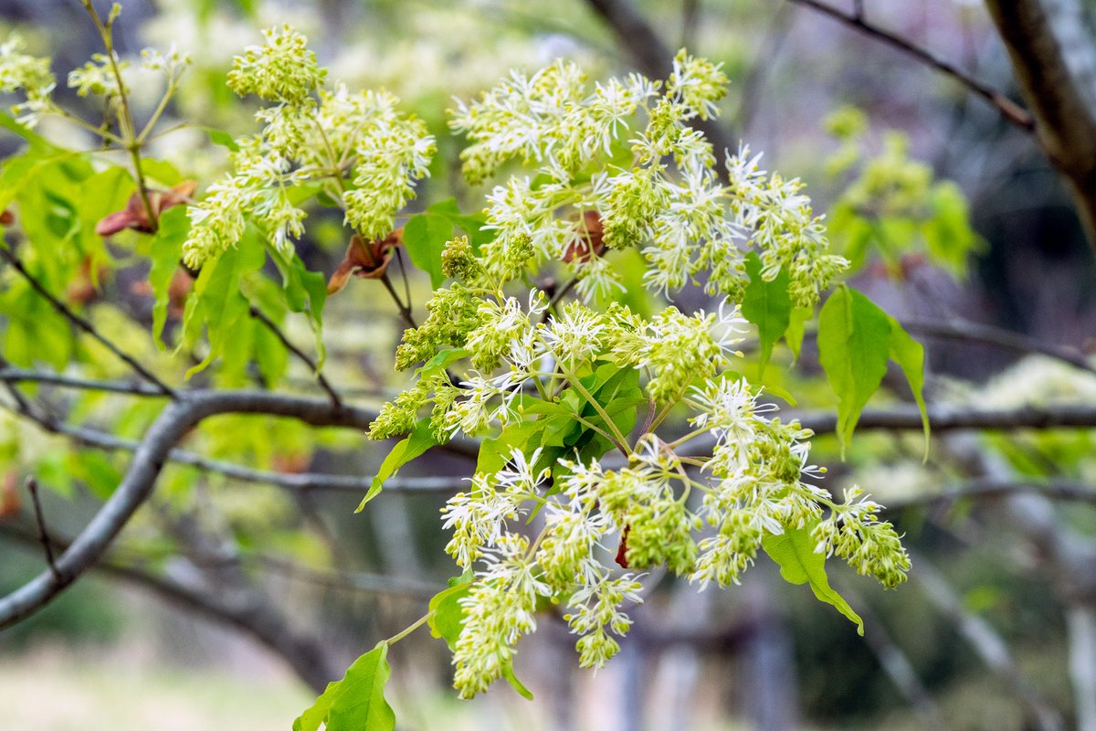 Koikoi 今日の花 アオダモ アオダモの花はあまり咲かないと聞いたことがあるのでもしかしたら他のトネリコ類かもしれませんが 幹の肌や蕾 4枚目 からして間違いなさそう 最近は庭木として人気があるそうですが こんな花が咲くんですね 植物 里山の