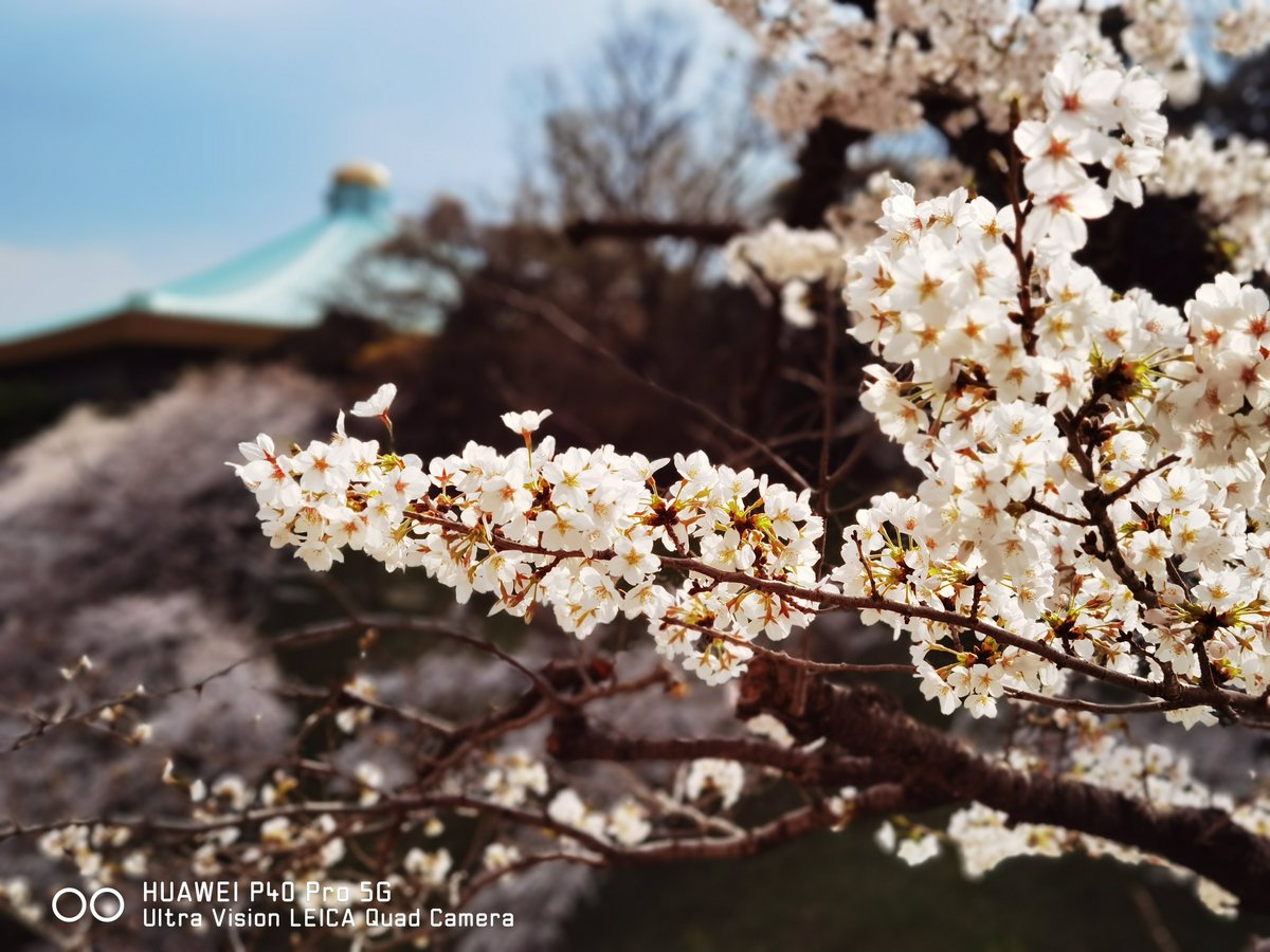 HUAWEI_Japan_PR's tweet image. 今年も写真で🌸

ウルトラビジョンLeica AIクアッドカメラ搭載、HUAWEI P40 Pro 5Gで撮影しました📷
#桜 #HUAWEI #P40Pro

こんな写真が撮りたい方はこちらを✅
consumer.huawei.com/jp/phones/p40-…
※花見の際は感染対策に十分ご配慮ください。