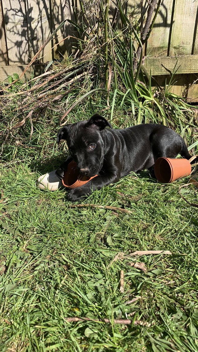 JulesAllenxx's tweet photo. What a lovely sunny day for some garden digging #muddynose https://t.co/qqLNngTr42