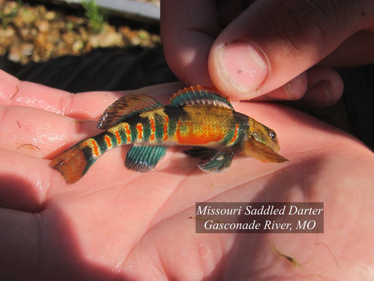 Spring beckons the best from male Missouri Saddled Darters. Normally drab browns &amp; faded hues are replaced with vibrantly contrasting shades of blues, reds, &amp; black in anticipation of spawning season. For a lucky few, these colors will beckon females