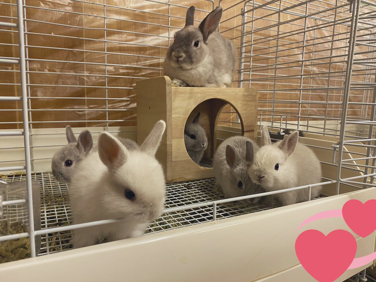 世界一かわいいうさぎ 世界一かわいいうさぎ