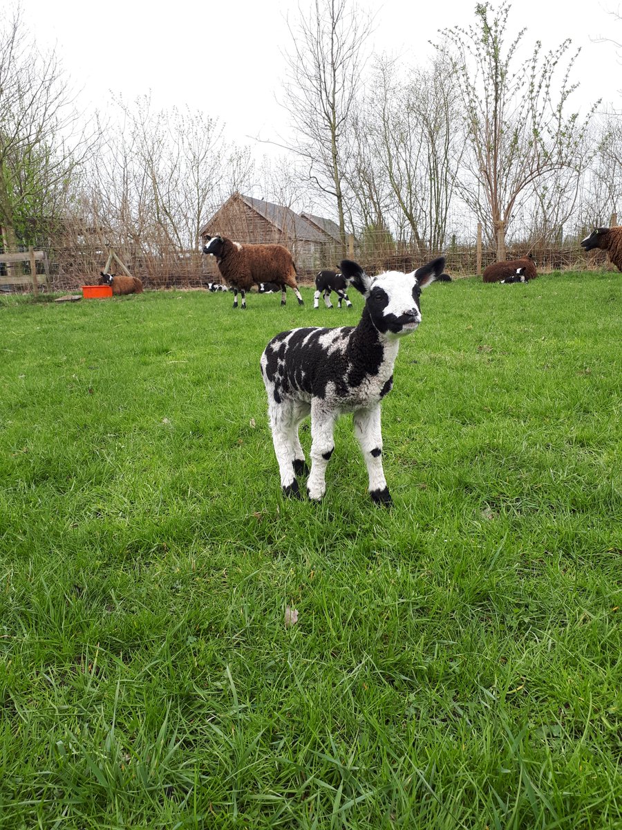 Lente! 
🐑🌷💃🐏
Helaas is de kinderboerderij nog gesloten en moeten we nog heeeel even geduld hebben, maar u kunt nu wel onze pasgeboren lammetjes komen bewonderen vanaf de parkeerplaats!! 
#Hilversum #Meent #Melkmeent