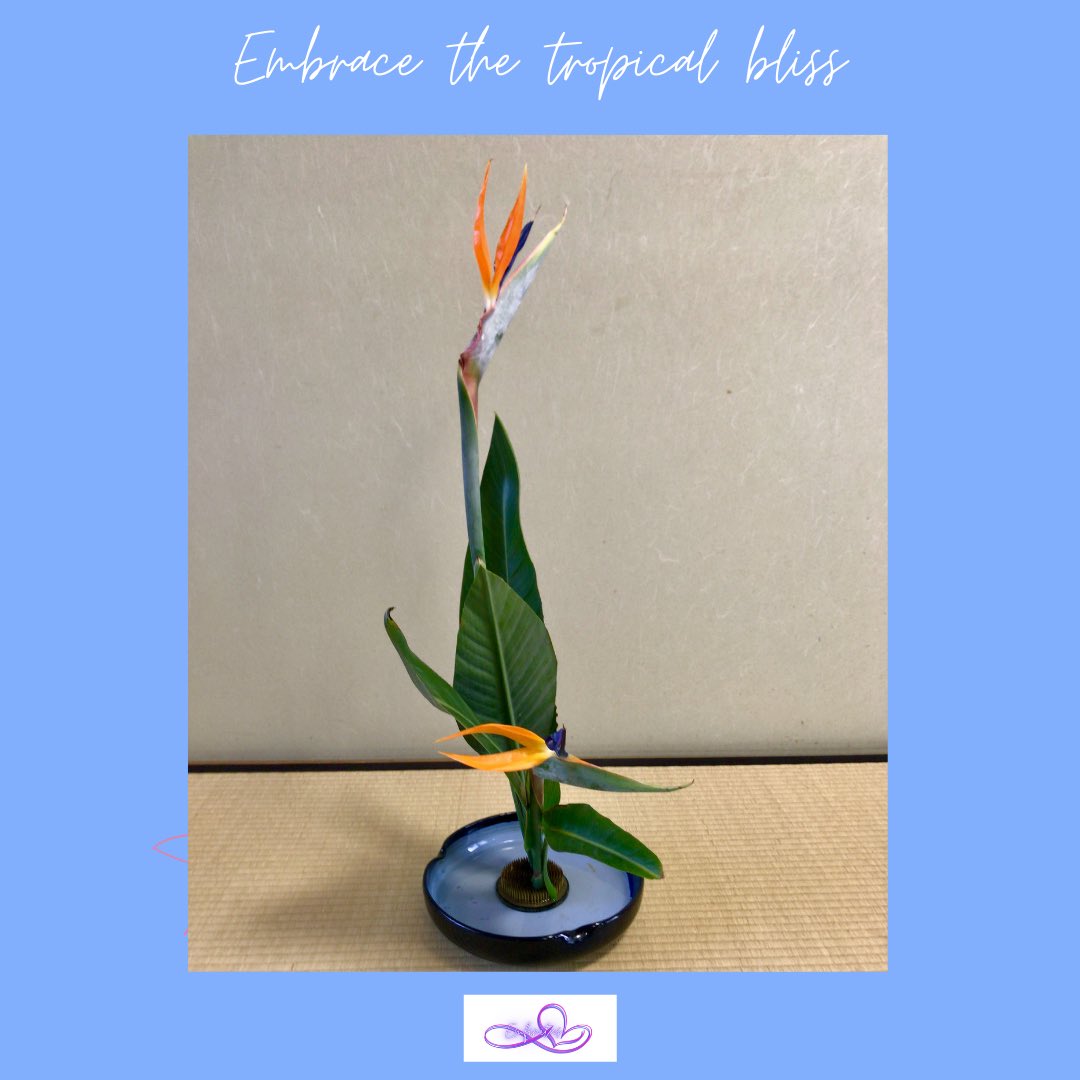emfinitus's tweet photo. Embrace the tropical bliss
トロピカルな祝福を💗
#Emfinitus #WaCulture #ikebana #flower #一生本流 #生花 #strelitzia #meditation #wellbeing #wellness #loveyourself #elegance https://t.co/z5hvT2LNSq