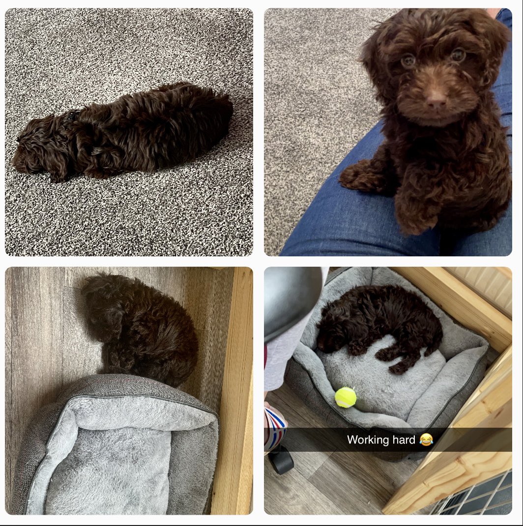 staceynoviews's tweet photo. Meet Buddy π€
Newest addition to the Taylor family - heβs looking forward to the Zoom/Teams calls.
Heβs looking forward to his aunty @rachalate visiting soon.
#Cocapoo https://t.co/5V4dxEd55K