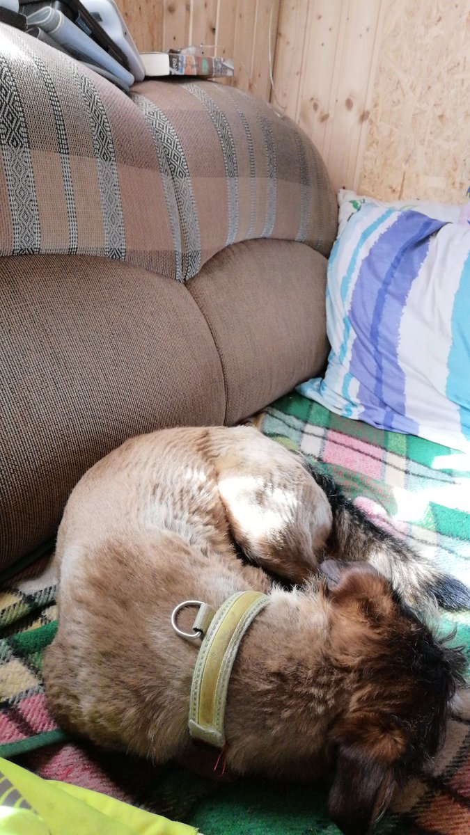 Domari_kun's tweet photo. Hundi k.O. Hehe ~😋
Hat Sich ausgetobt und macht jetzt Mittagspause 😴
#my_dog #dog_story #happy_dog #sleepy_dog https://t.co/unbKYKXoBl