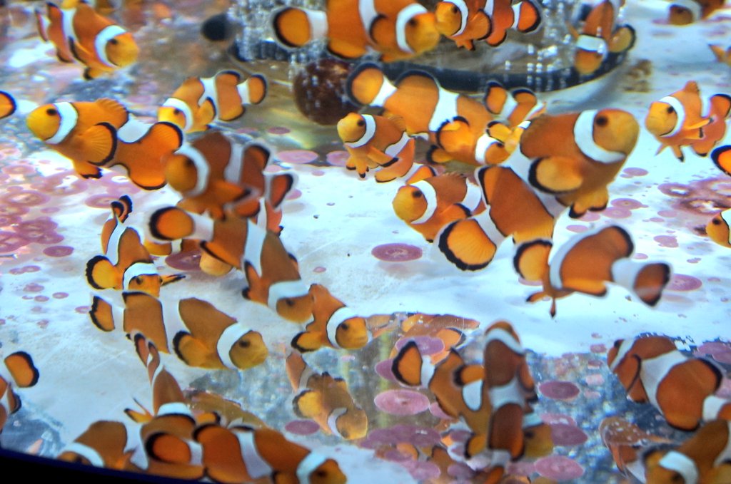 ittuseimama's tweet photo. 鴨川シーワールドに行ってきましたヾ(●´∇｀●)ﾉ
#鴨川シーワールド
#水族館
#写真撮ってる人と繋がりたい 
#写真好きな人と繋がりがたい https://t.co/Cwt2o9bWAr