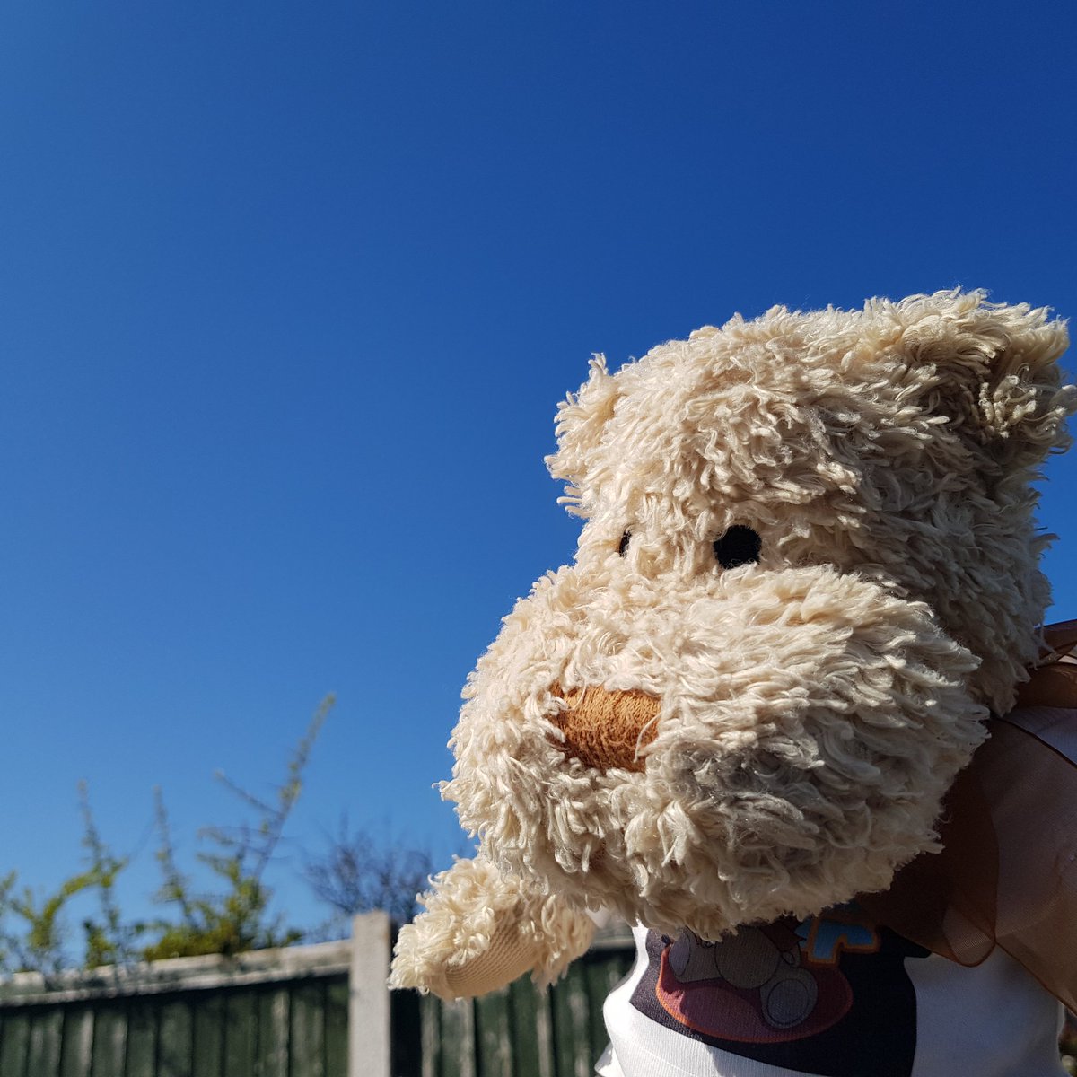 SlappyBear's tweet photo. Wow look at this gorgeous blue sky today, it makes you appreciate life, nature and the lovely days ahead of us.
#StaySafe everyone and #TwoPawsUp
#SlappyBear #Celebearity #weather #blueskies #happydays #bear #furryfriends #lovelywales https://t.co/tqCYlSoj2R