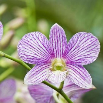 デンドロビウム 花言葉 ガンダム