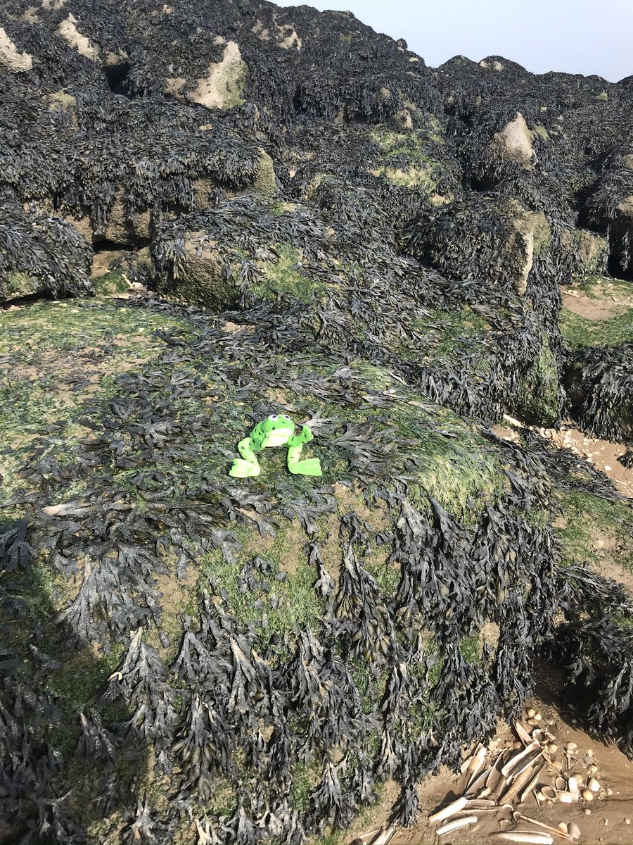 roscoeprimary26's tweet photo. Before we broke up Fred the frog ๐ธ left us a note saying heโd gone on holiday, well the cheeky frog has sent me some photos, can anyone guess where he is? #wheresFred @PaulHow60859525 https://t.co/OhrN6Ul8uW