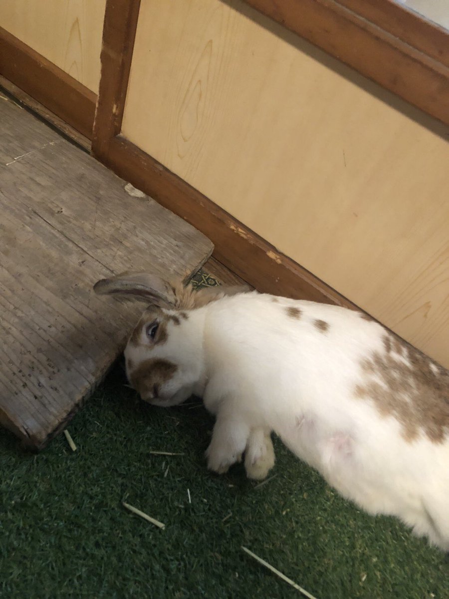うさぎ飼いの日常 そして母ウサギミミは育児に少し疲れたようです 頑張ってるね T T ほんと人間と同じ うさぎ うさぎ飼いの日常 うさぎ好きさんと繋がりたい うさぎ好き集まれ うさぎの赤ちゃん うさぎ飼いの日常 そして母ウサギミミは育児に少し疲れたようです 頑張ってるね T T ほんと人間と同じ うさぎ うさぎ飼いの日常 うさぎ好きさんと繋がりたい うさぎ好き集まれ うさぎの赤ちゃん