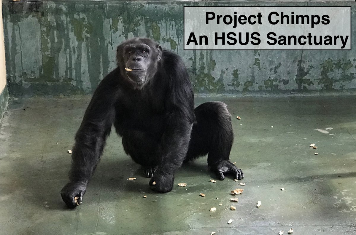 theirturn's tweet photo. In 2020, @GFASsanctuary (sanctuary accreditation org) refused to release the results of its @projectchimps inspection. Is that b/c it corroborated whistleblower allegations of animal mistreatment? Where's the transparency? Will it release 2021 report? @USDA #chimpsdeservebetter https://t.co/pRFGulV9nj
