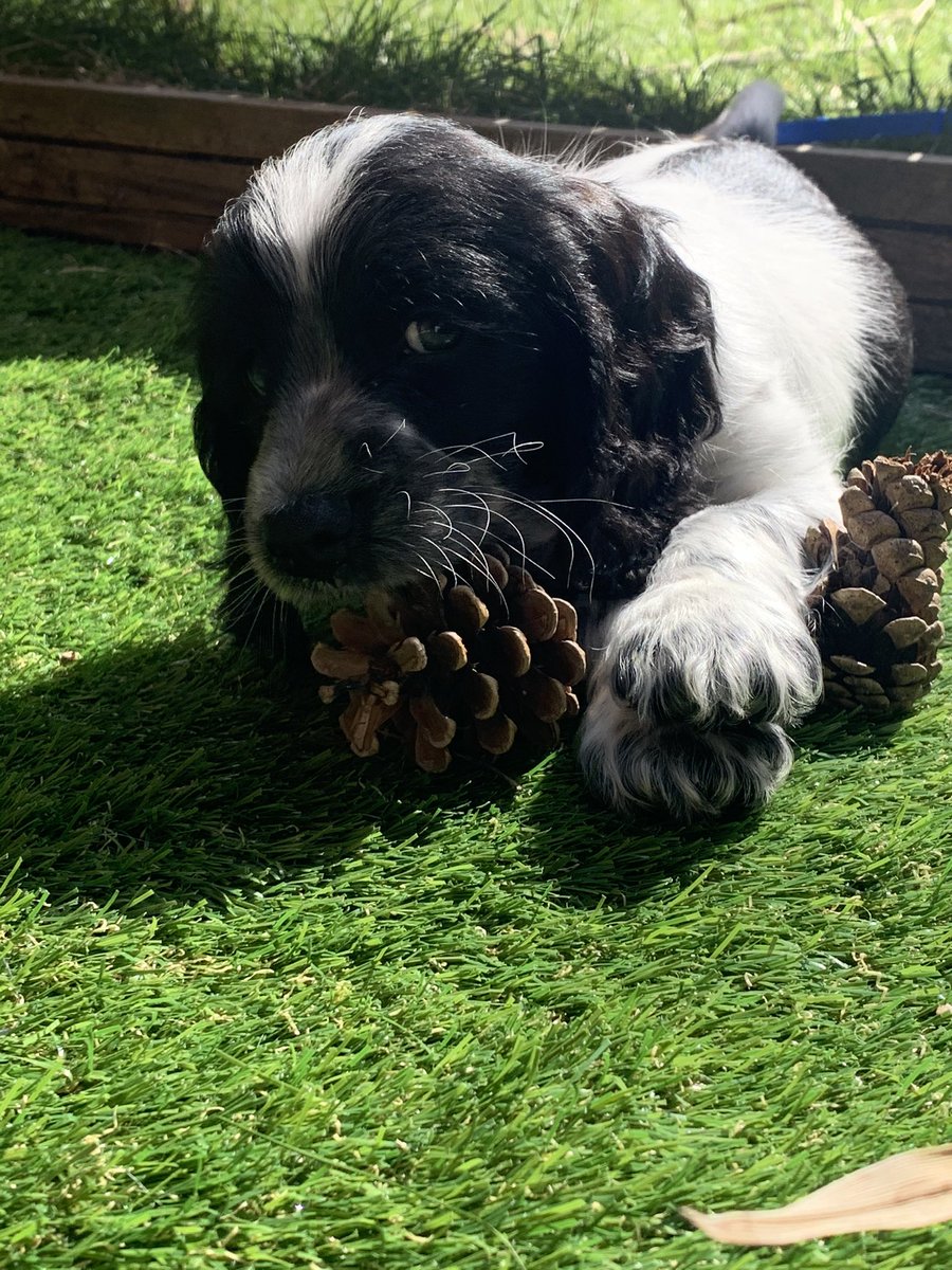 F2_Reggie's tweet photo. Just playing with my pine cones #puppy #puppylove https://t.co/TLr1punKEA