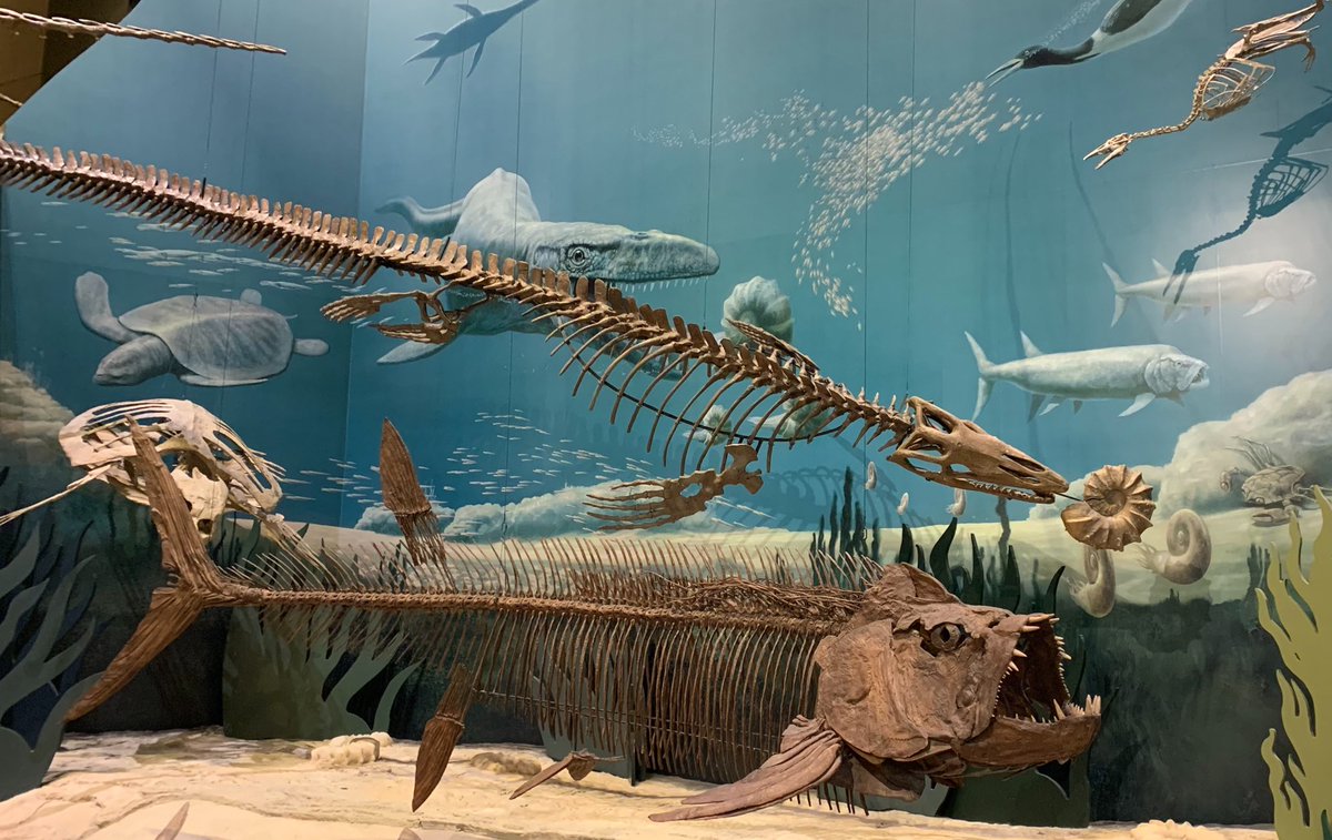 danny_oolithus's tweet photo. Since I missed #MosasaurWeek last week, hereโs a Platecarpus snagging an ammonite snack @SamNobleMuseum for this #FossilFriday! The big predatory fish Xiphactinus is photobombing in front. See if you can also spot the dinosaur in this picture! https://t.co/hyuFMlbh0E