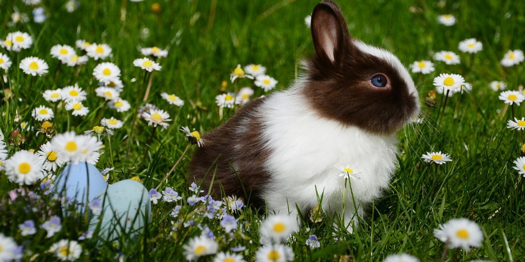 AlphaMatch's tweet image. How are you celebrating Easter at home this year?🐇 Are you planning an egg hunt in your house? 🥚 

#easter #eastereggs #eastercanada #easter2021