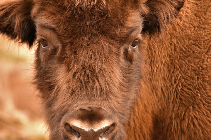 Namens de vrijwilligers en  stichting Wisent op de Veluwe wensen wij iedereen alvast een fijn Paasweekend toe! 
De kudde maakt het goed en zodra het weer kan, ontmoeten wij u graag. Meer info   wisentopdeveluwe.nl 
Dank #BrigitteRadius voor de foto van de Veluwse wisent.