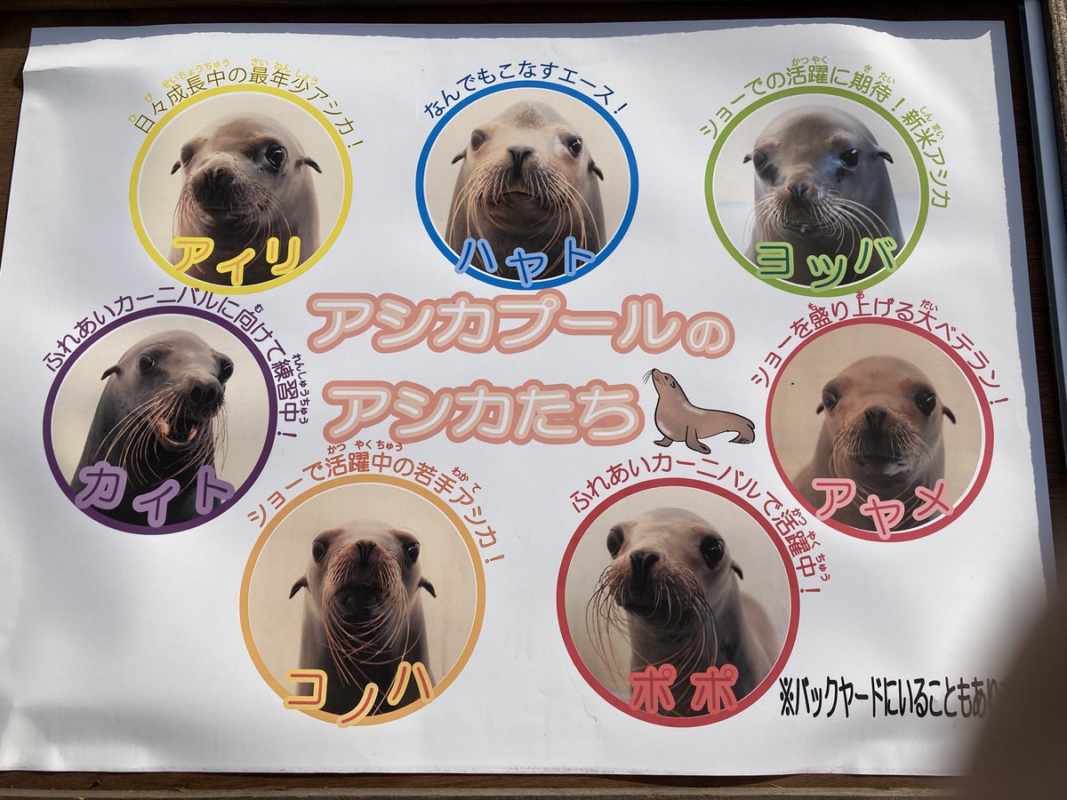 ミント アシカの紹介写真がとってもかわいい ˊ ᵕˋ 南知多ビーチランドひ21 4 2 カリフォルニアアシカ