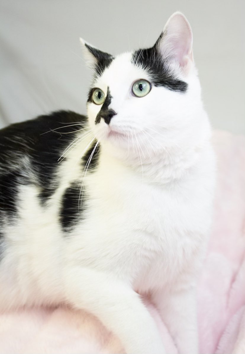 NASH FM 102.5 (@nashfm1025) on Twitter photo Say hi to @AnnaMarie_OnAir Pet of the Week from <a href="/ArfMuncie/">ARF_Muncie</a> - Buddy is the most BEAUTIFUL kitten we’ve ever seen! He is not quite a year old and still very playful! He would do well with just about any family willing to give him attention💓munciearf.com Say hi to @AnnaMarie_OnAir Pet of the Week from <a href="/ArfMuncie/">ARF_Muncie</a> - Buddy is the most BEAUTIFUL kitten we’ve ever seen! He is not quite a year old and still very playful! He would do well with just about any family willing to give him attention💓munciearf.com