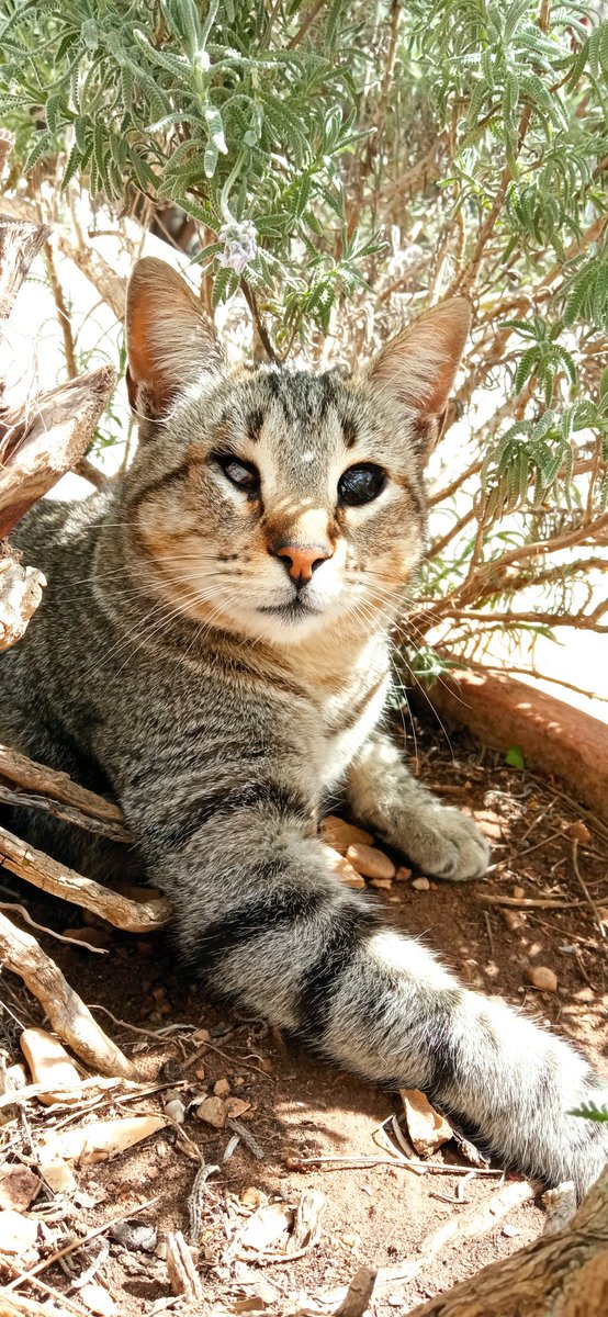 gabrielel8's tweet photo. ¿Queréis ver a los gatetes más guapetones del mundo?
#alttex #gatos https://t.co/AQoyISULz5