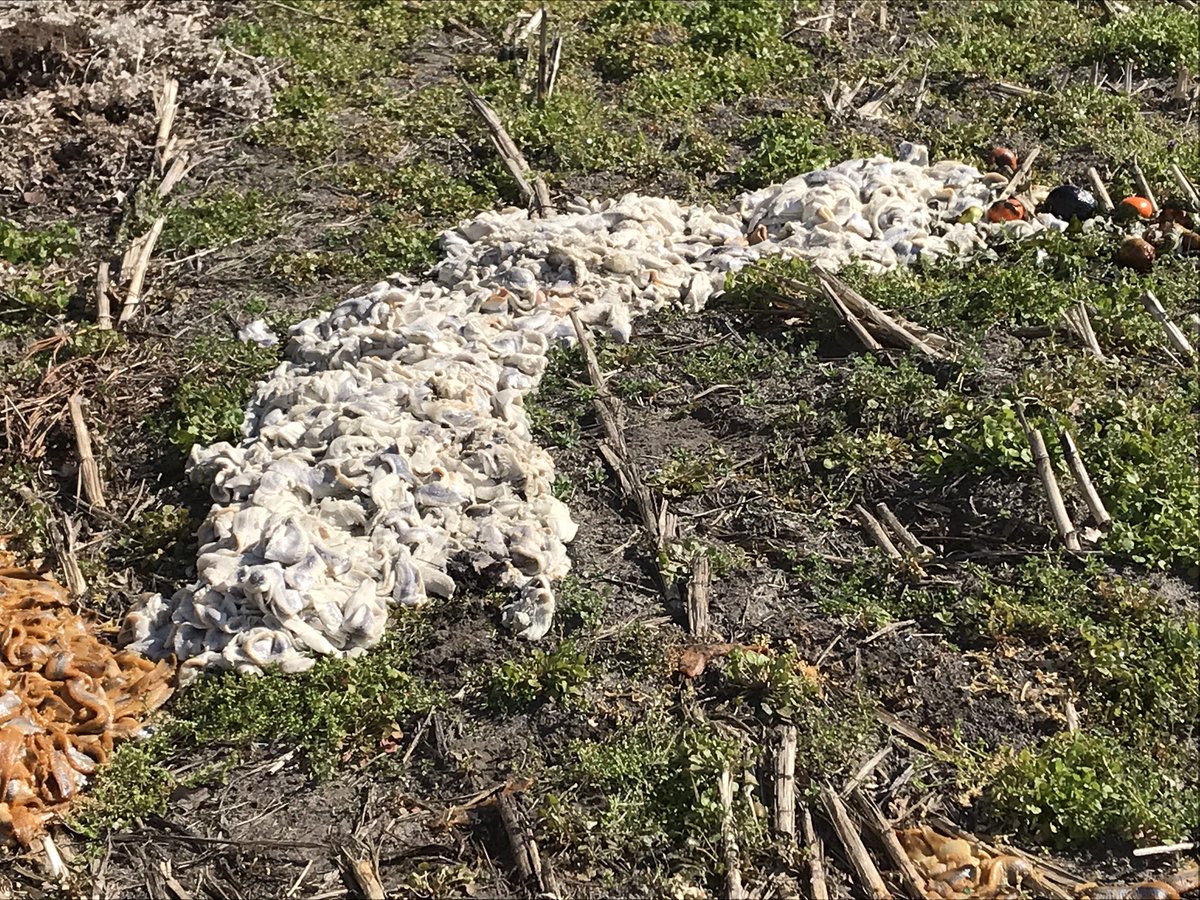 Vangeel van Geel dus tweet media