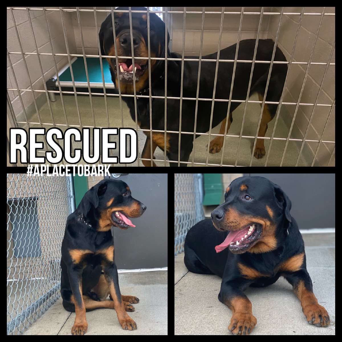 RESCUED!!!
One BIG Handsome boy to start your day with a smile:)
See his story here❤️
instagram.com/p/CNIdWyRBvox/…

#everylifematters #aplacetobark #dogrescue #rescuedismyfavoritebreed #dog #Rottweiler #dog #doglover #bigdog