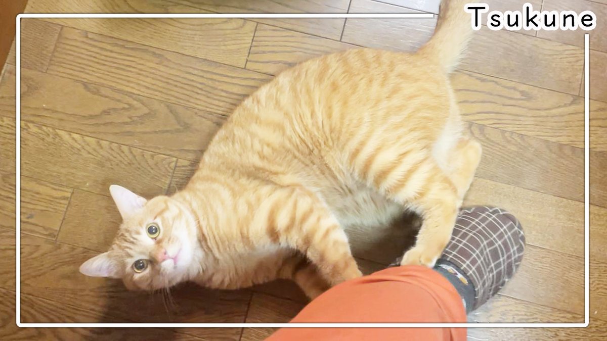 茶トラ猫つくね Cat Tsukune Twitter 茶トラ猫つくね Cat Tsukune Twitter