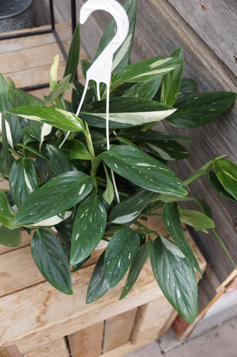 monstera adansonii mint virus Monstera Adansonii Indo Variegated  Wilderly