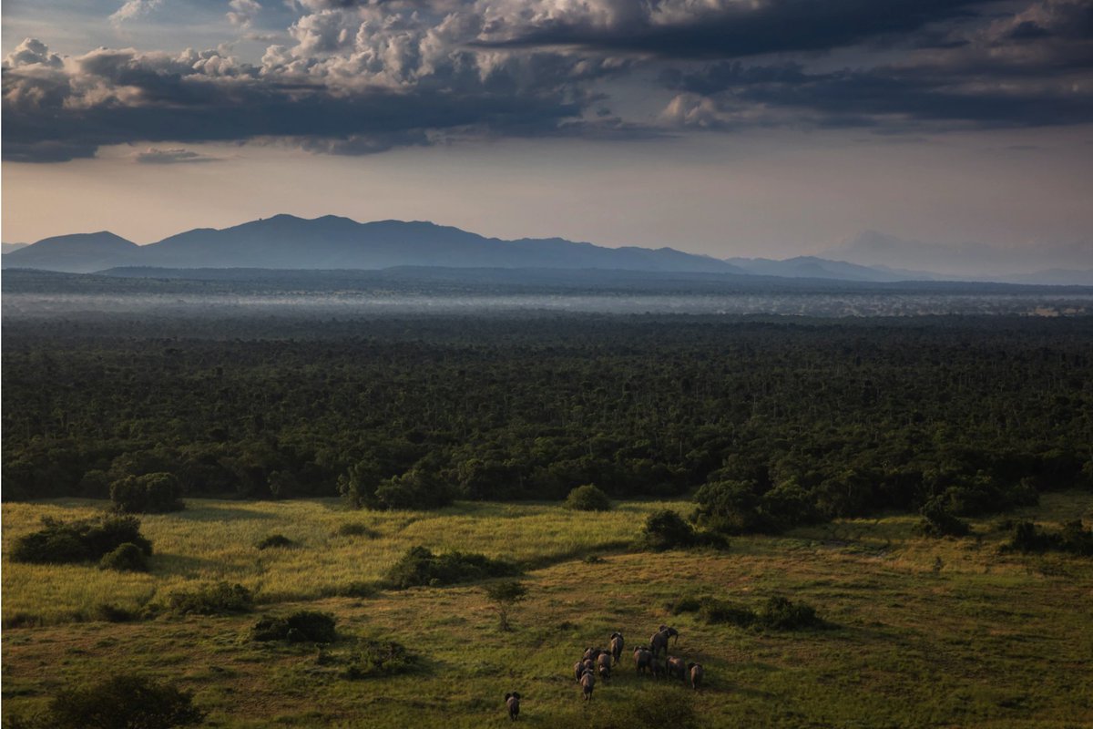 elephants in grasslands landscape, by Brent Stirton