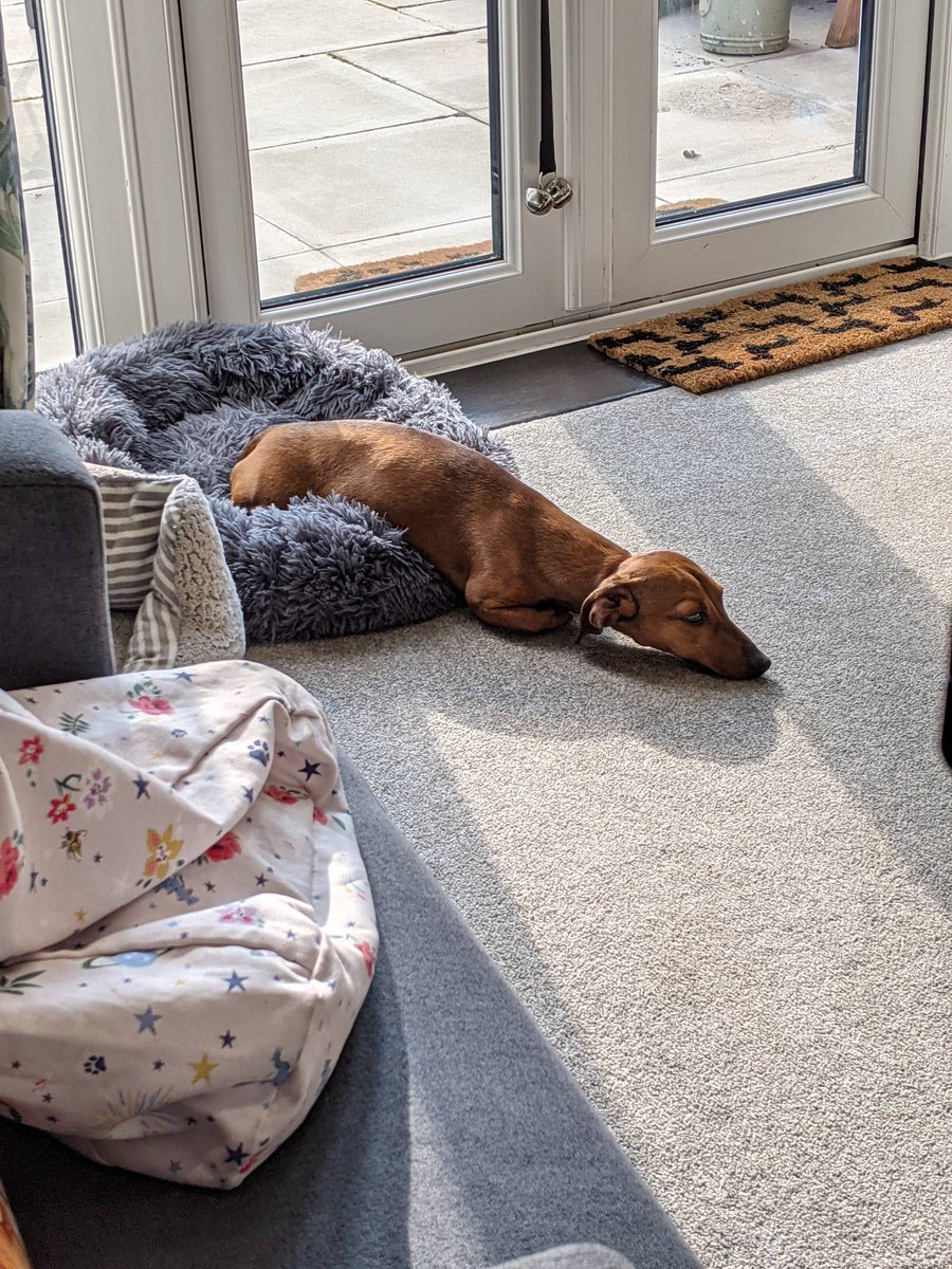 MontyTheSausage's tweet photo. When the sun is not quite in the right place πππ»#sundog #fridayfeelings #phoyosynthesizing #hotdog #MontyProblems #dachshundoftheday #doxielove #dogstagram #dogsoftwitter #sausagedogcentral #sleepysausage https://t.co/j8htIhaFID