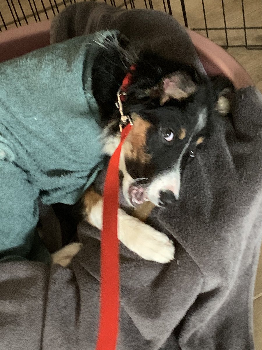 BDevlin1's tweet photo. Somebody just had her first bath. #Goonie #DogRobe #WetDug https://t.co/DmWTgLxbdj