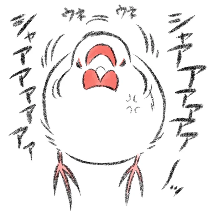 怒ってる文鳥を
おちょくってはいけない 