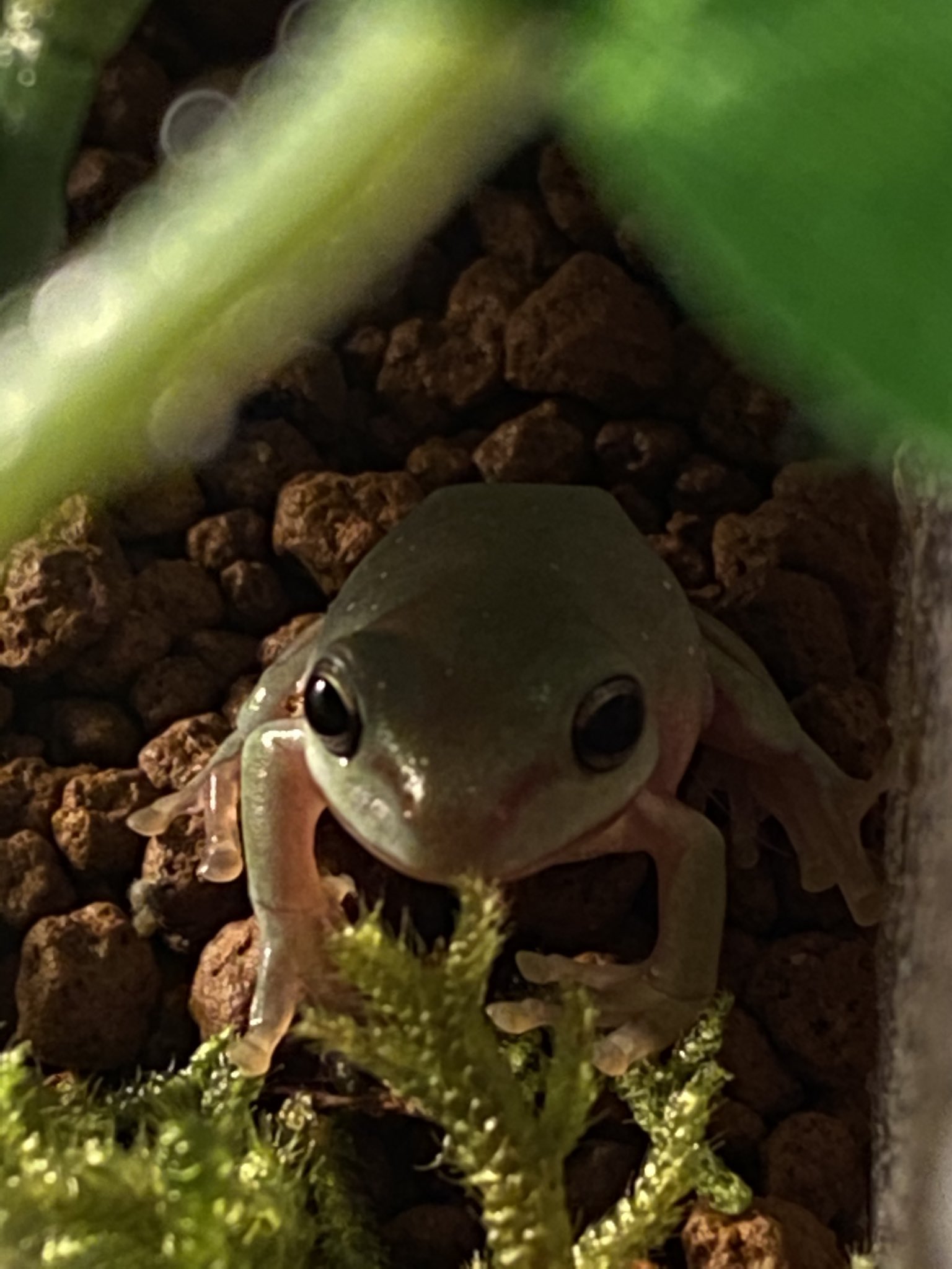 茶亞 って夜行性よね 朝に餌やりするより夜に餌やりした方が良いのかな 寝る前に食ったら太るよ的な 雹はデブな気がしてならん 朝だろうが夜だろうが太るのは私のせいやろうけど イエアメガエル T Co M6ezzbj3ze Twitter
