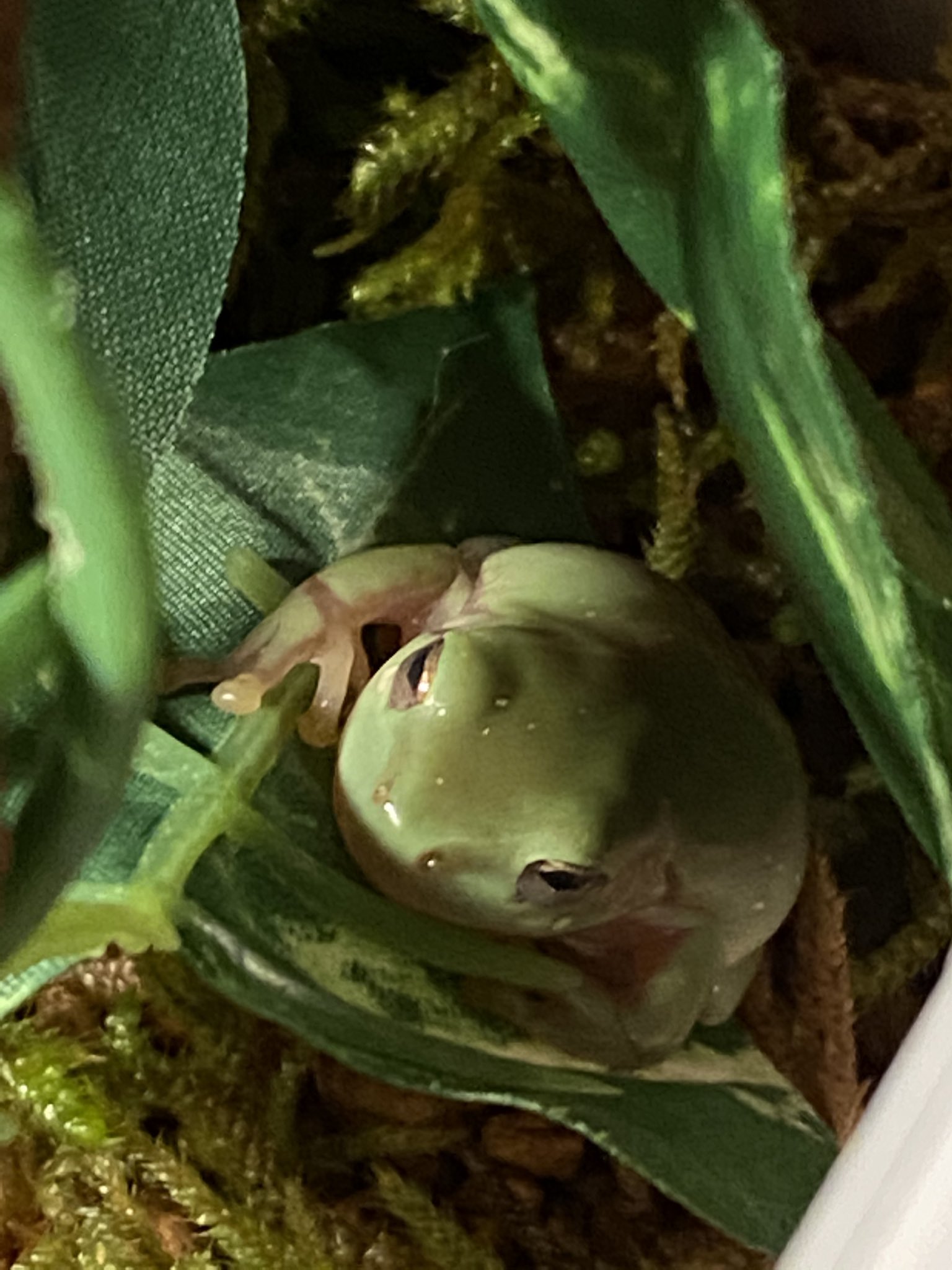 茶亞 って夜行性よね 朝に餌やりするより夜に餌やりした方が良いのかな 寝る前に食ったら太るよ的な 雹はデブな気がしてならん 朝だろうが夜だろうが太るのは私のせいやろうけど イエアメガエル T Co M6ezzbj3ze Twitter 茶亞 って夜行性よね 朝に餌やりするより夜に餌やりした方が良いのかな 寝る前に食ったら太るよ的な 雹はデブな気がしてならん 朝だろうが夜だろうが太るのは私のせいやろうけど イエアメガエル T Co M6ezzbj3ze Twitter